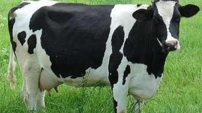 شروط الاضحية من البقر.. ما تم سنتان