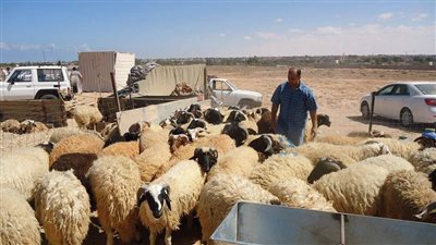 هل اضحية العيد سنة ام فرض؟.. اراء الفقهاء والراجح منها 