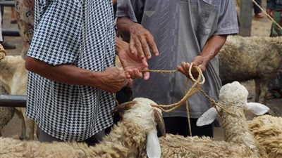آخر وقت لذبح الأضحية.. تعرف على حكم الذبح ليلا رابع يوم العيد