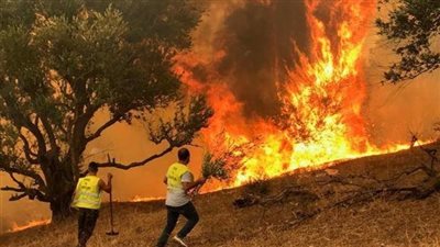 الجزائر: تعويض متضرري الحرائق سيشمل الخسائر في المحاصيل الزراعية