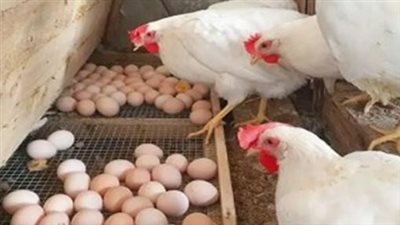 تراجع تكلفة الإنتاج والأسعار.. كيف أثر انخفاض الأعلاف على سوق الدواجن في مصر؟