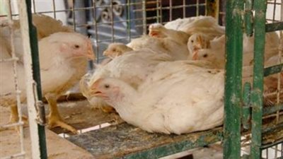 بورصة الدواجن الآن.. سعر كيلو الفراخ البيضاء والبلدي في المزارع وللمستهلك
