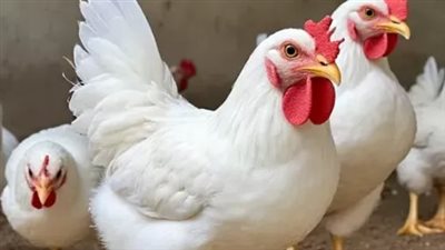 البورصة السلعية للدواجن.. خطة الدولة لتنظيم السوق وتحقيق التوازن السعري