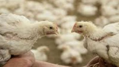 الدواجن والأسواق المصرية.. فائض الإنتاج يفتح الباب أمام التوسع في التصدير