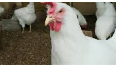 بورصة الدواجن الآن.. فائض الإنتاج يثبّت الأسعار في مصر وتوقعات بمزيد من الانخفاض