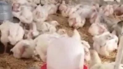أسعار الدواجن والبيض اليوم الأربعاء.. قائمة الأسعار الرسمية في بورصة الدواجن الرئيسية