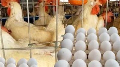 بورصة الدواجن اليوم: سعر الفراخ البيضاء والبلدي والساسو وأسعار الكتاكيت في الشركات الكبرى