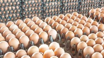 أسعار البيض اليوم في الأسواق: كرتونة الأبيض والأحمر تسجل مستويات جديدة للمستهلك
