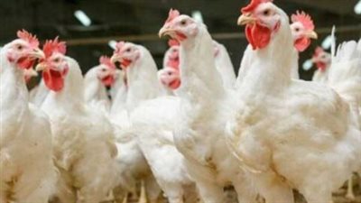 أسعار الفراخ البيضاء اليوم في مصر: الفجوة السعرية بين بورصة الدواجن ومحال التجزئة بالمدن