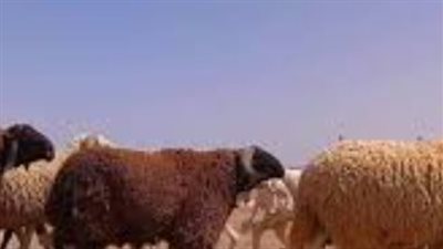 احذر تسمين الملح.. كيف تكتشف أساليب التدليس بأسواق الماشية قبل الشراء؟