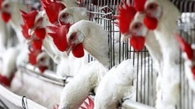 خريطة الأسعار في قطاع الدواجن: تراجع ملموس في أسعار الكتاكيت والأمهات خلال الربع الحالي