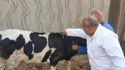 جهود بيطرية مكثفة في أسيوط: 1207 لجنة ميدانية لمواجهة الحمى القلاعية والوادي المتصدع