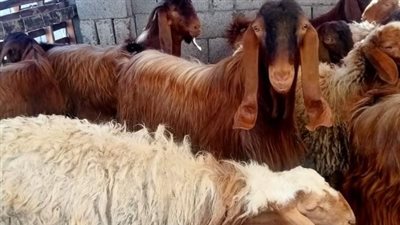 الأضحية قربة وطاعة: إرشادات دار الإفتاء حول أفضل أوقات الذبح في عيد الأضحى