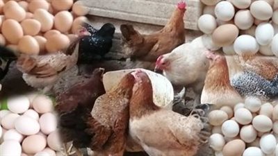 مؤشرات أسعار الفراخ البلدي في مصر: استقرار ملحوظ في تعاملات اليوم