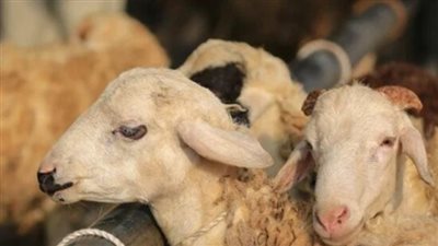 هل يجوز ذبح الأضحية في رابع أيام العيد؟
