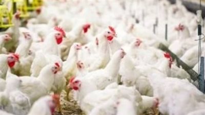 بورصة الدواجن والبيض اليوم: كرتونة البيض الأبيض تسجل هذا الرقم وبداية هادئة للصاغة والأسواق