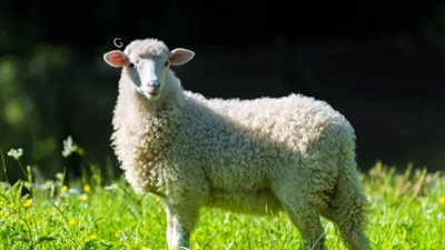 تجنب هذه الأخطاء عند شراء أضحية العيد لضمان الجودة والسلامة الشرعية