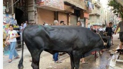 قانون الزراعة يحدد عقوبات ذبح الأضاحي في الشوارع خلال عيد الأضحى المبارك