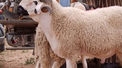 السجن والغرامة بانتظار المخالفين.. ضوابط قانونية صارمة لذبح الأضاحي هذا العام