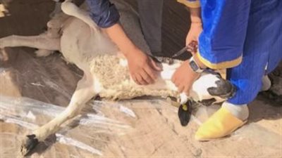 إجراءات قانونية صارمة ضد ذبح الأضاحي في الطرقات خلال أيام عيد الأضحى