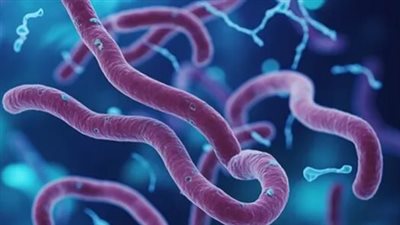 تطورات وباء الإيبولا في الكونغو: 282 إصابة مؤكدة وتكثيف الجهود لاحتواء الانتشار