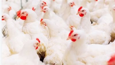 تأثير موسم عيد الأضحى على حركة بيع الدواجن والبيض في الأسواق المصرية
