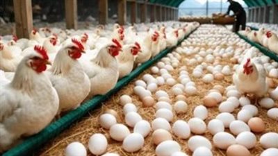 خطة الدولة لتصدير الفائض من الدواجن والبيض إلى الأسواق الخارجية