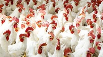 بورصة الدواجن اليوم.. أسعار البيع للمستهلك من المزرعة وحتى الأسواق