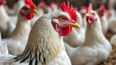 تحديثات أسعار أجزاء الدواجن وكرتونة البيض للمستهلك اليوم السبت