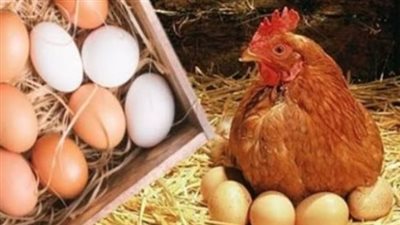 تعرف على أسعار الدبابيس والأجنحة والكبد والقوانص في الأسواق اليوم