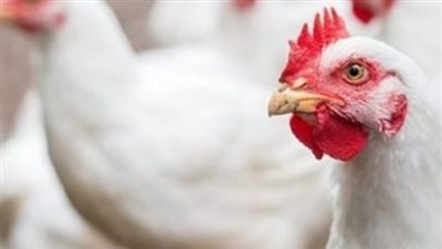 ارتفاع جديد في أسعار الفراخ الساسو: تفاصيل السوق وتوقعات الاستقرار
