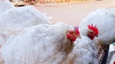 كم سجل سعر كيلو الفراخ البلدي اليوم؟ تفاصيل الأسعار للمستهلك والبورصة