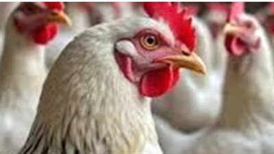 أسعار الفراخ البيضاء والبلدي في المزارع والأسواق