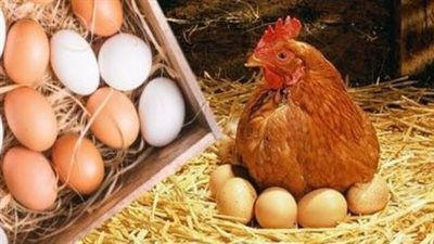 تعرف على سعر كيلو البانيه والفراخ البلدي في الأسواق والمحال التجارية اليوم