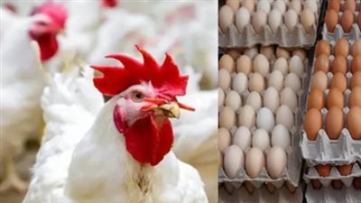ارتفاع وانخفاض في أسعار كرتونة البيض اليوم.. إليك التفاصيل الكاملة