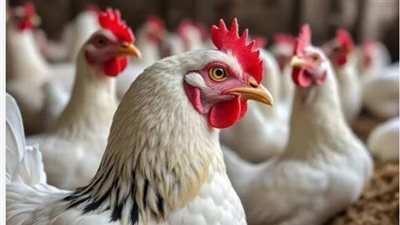 تباين أسعار الدواجن بين المزارع والمستهلك: حركة السوق اليوم في مصر