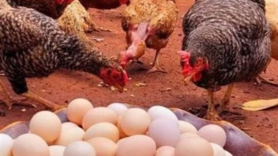 أسعار البانيه ومشتقات الدواجن في المحال التجارية اليوم 10_6_2026