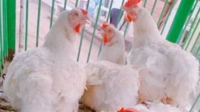 تقرير بورصة الدواجن: تعرف على سعر الفراخ البيضاء والبلدي في تعاملات اليوم