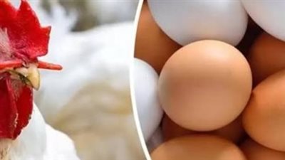 متابعة يومية لأسعار السلع الغذائية: الدواجن والبيض واللحوم في الأسواق اليوم