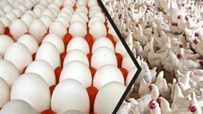 نشرة أسعار الدواجن اليوم: استقرار الفراخ وتباين سعر كرتونة البيض