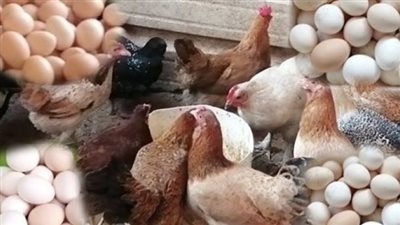 تفاصيل أسعار الفراخ البيضاء والساسو في المزارع والأسواق