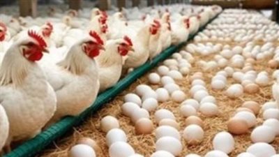 بأسعار تبدأ من 60 جنيهًا.. تعرف على سعر كيلو الفراخ في المزارع والأسواق