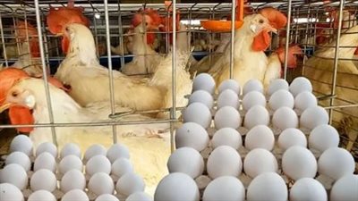 استقرار أسعار الفراخ البيضاء والبلدي في مصر اليوم الأربعاء 8-7-2026