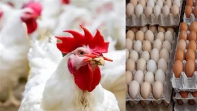 أسعار البيض اليوم في مصر: استقرار ملحوظ في كراتين الأبيض والأحمر والبلدي