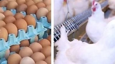 تحديثات أسعار الفراخ الساسو والبلدي اليوم الأربعاء في جميع المحافظات