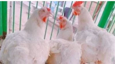 العوامل المؤثرة على بورصة الدواجن: لماذا تختلف الأسعار من منطقة لأخرى؟