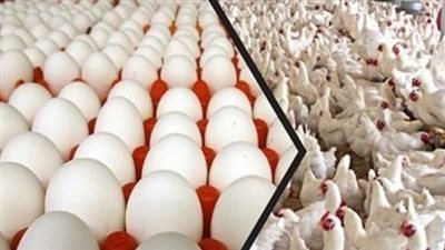 تحديثات بورصة الدواجن: تعرف على سعر الفراخ البيضاء والبيض للمستهلك اليوم