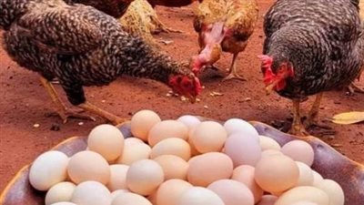 استقرار أسعار كرتونة البيض الأحمر والأبيض في التعاملات الصباحية اليوم