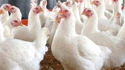 ما هي أسعار الفراخ البلدي والبيضاء في المزارع اليوم؟ تقرير شامل
