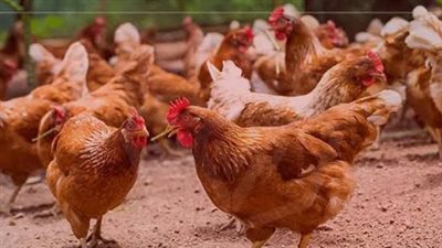 الأسعار الرسمية للدواجن والبيض في الأسواق اليوم الثلاثاء